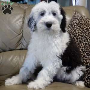 Kenny, Sheepadoodle Puppy